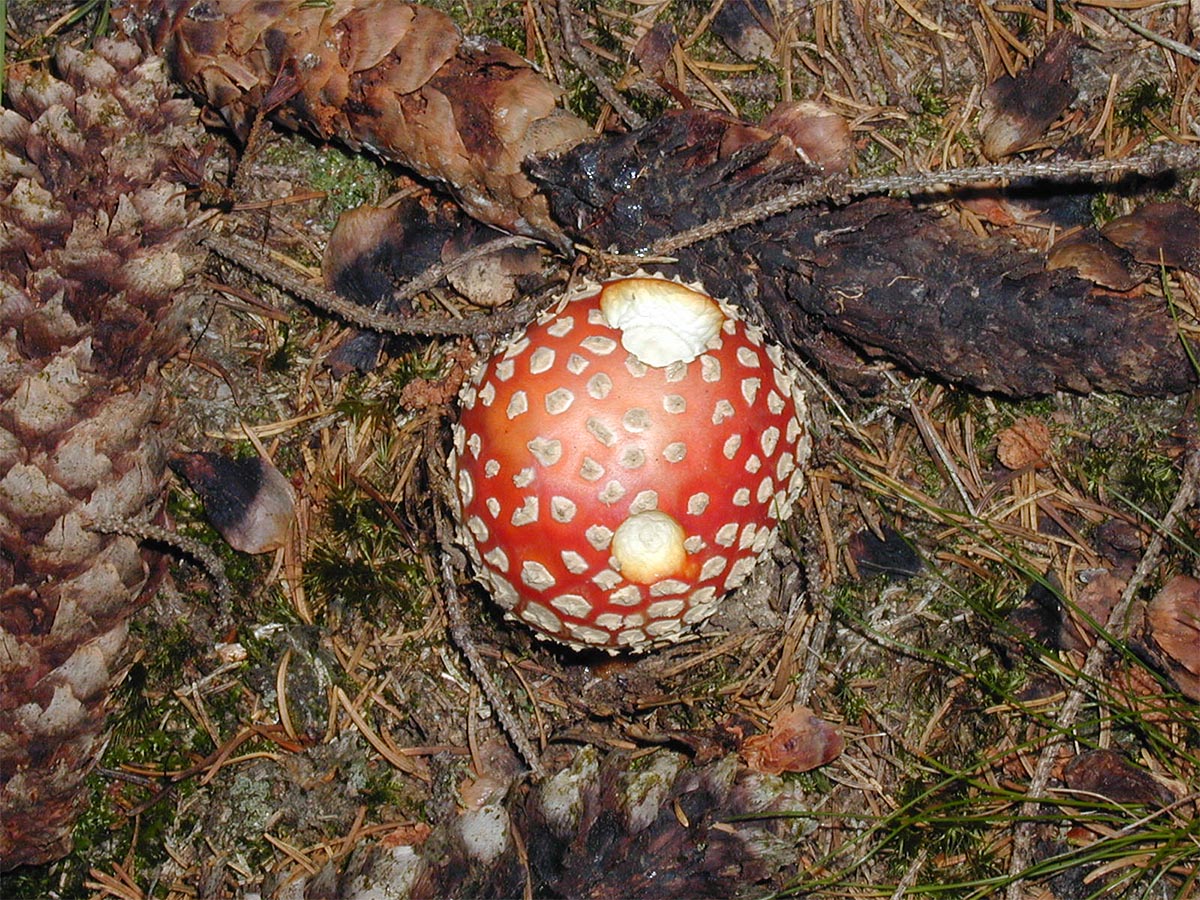 Amanita muscaria